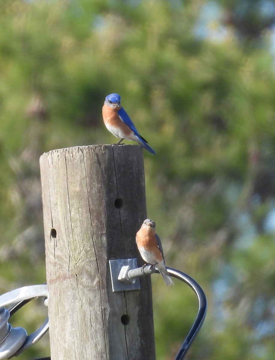 Eastern Bluebird - ML614763120