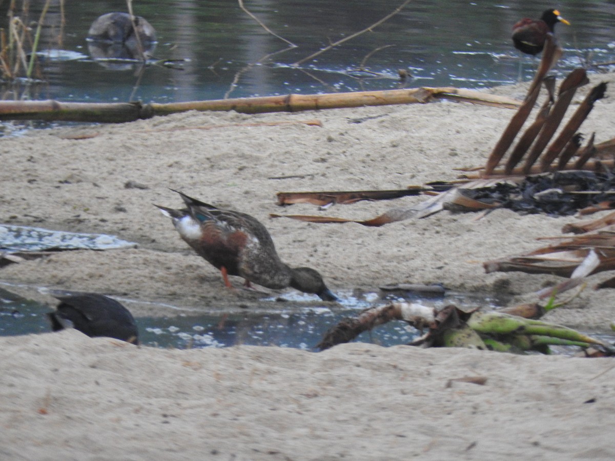 Northern Shoveler - ML614763216