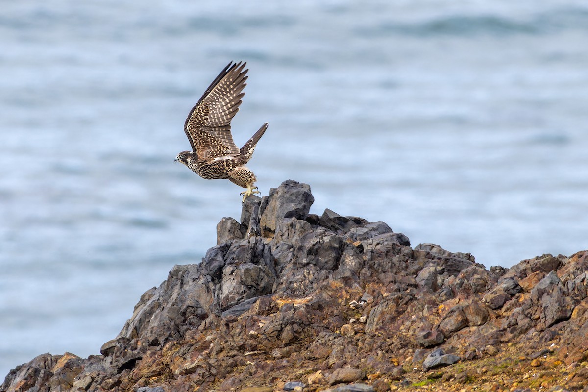 Peregrine Falcon - Magnus Persmark