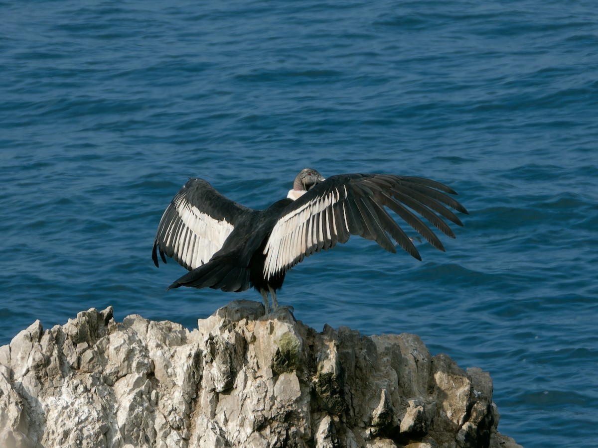 Andean Condor - Rutger Koperdraad