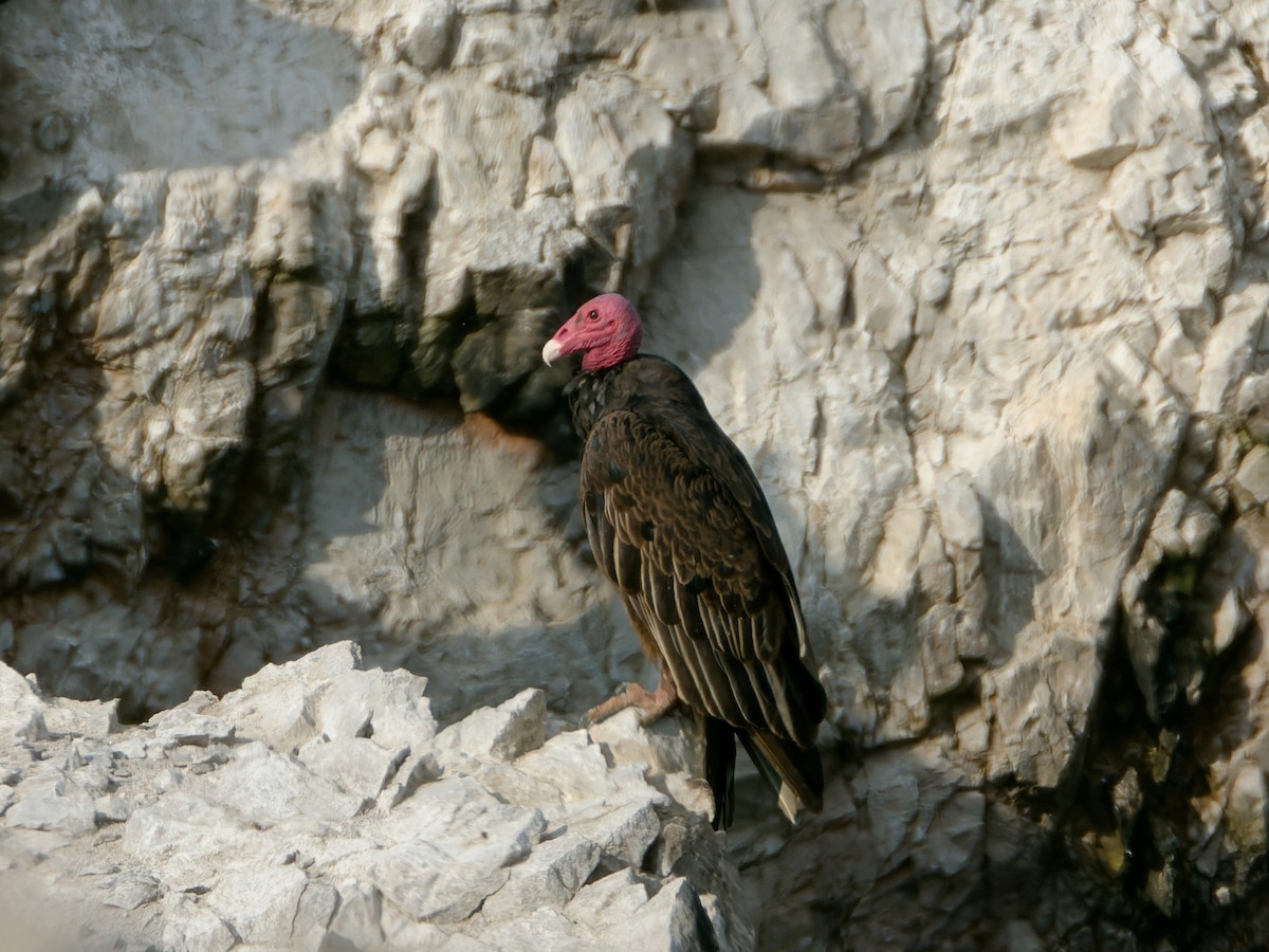 Turkey Vulture - Rutger Koperdraad