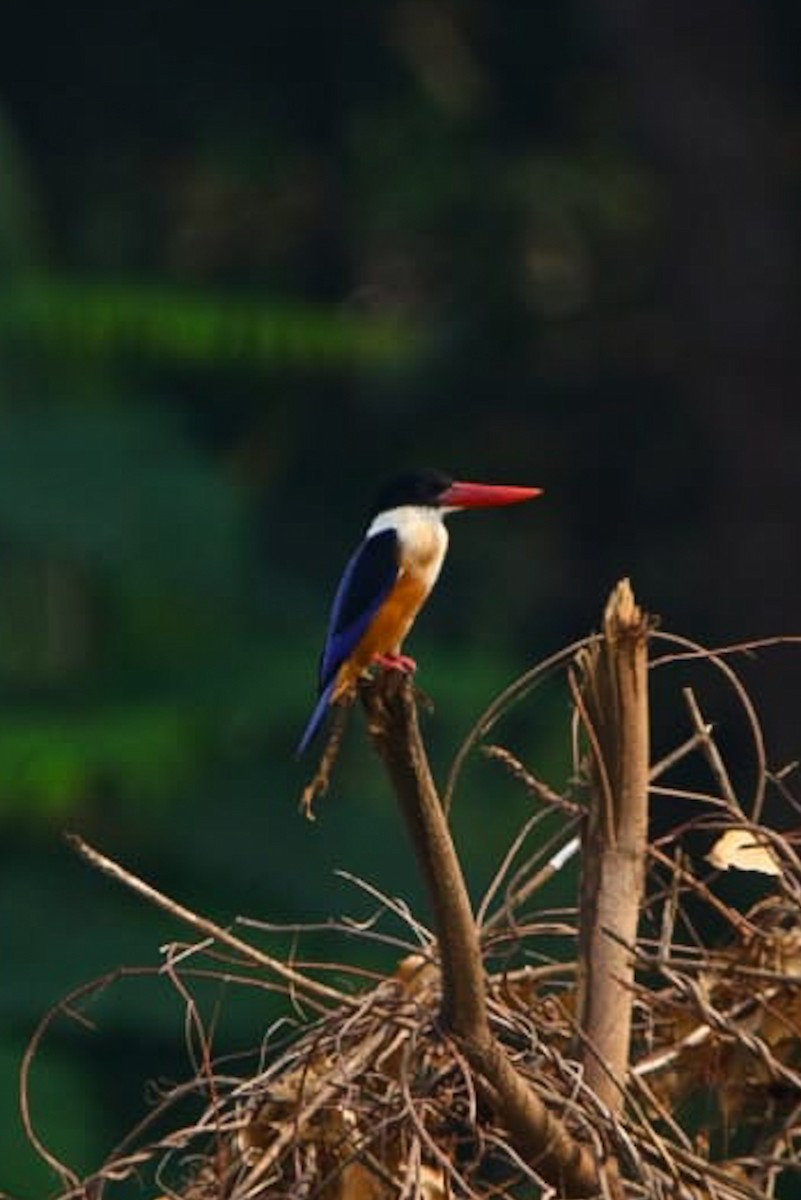 Black-capped Kingfisher - ML614763304