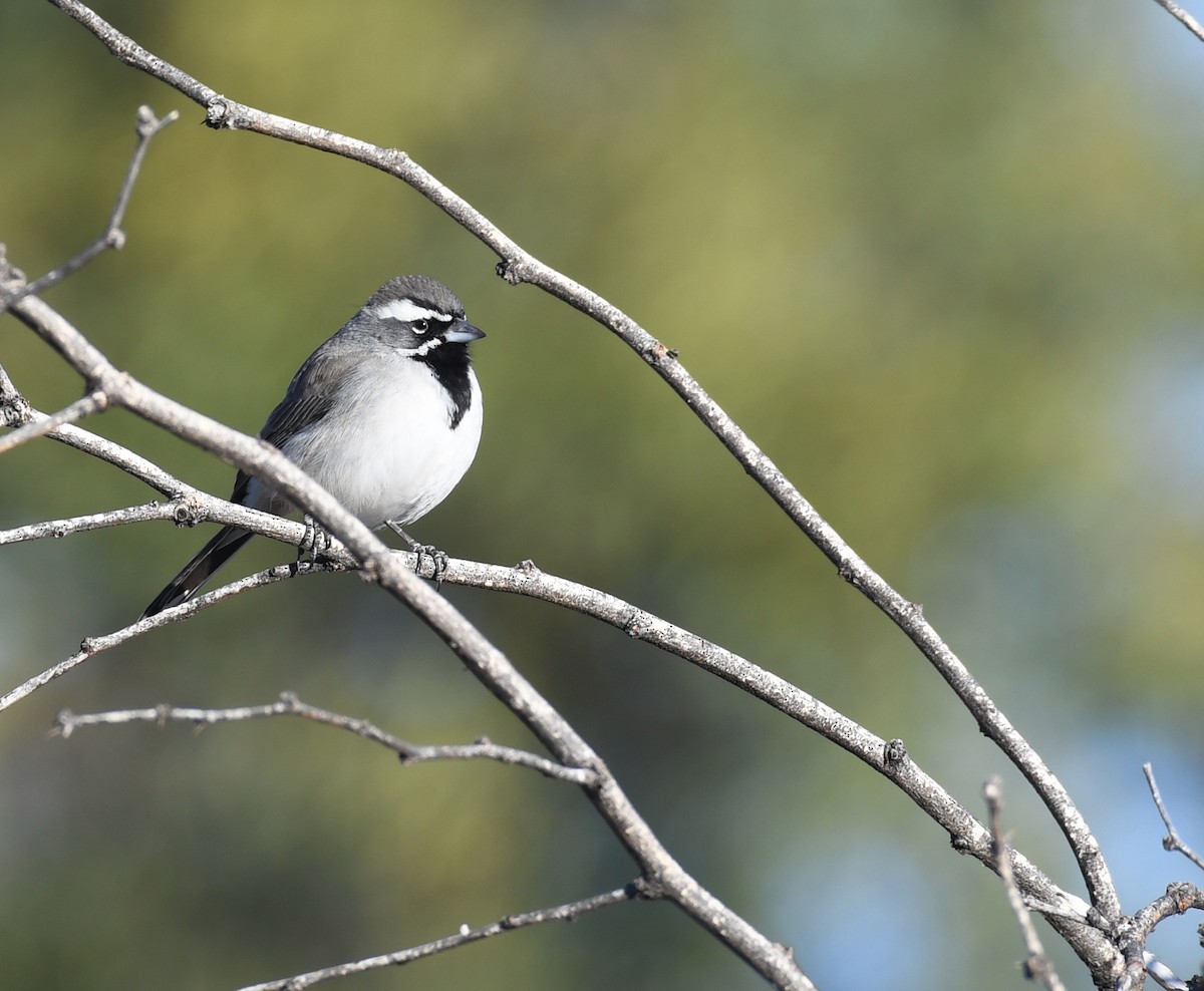 Black-throated Sparrow - ML614763310