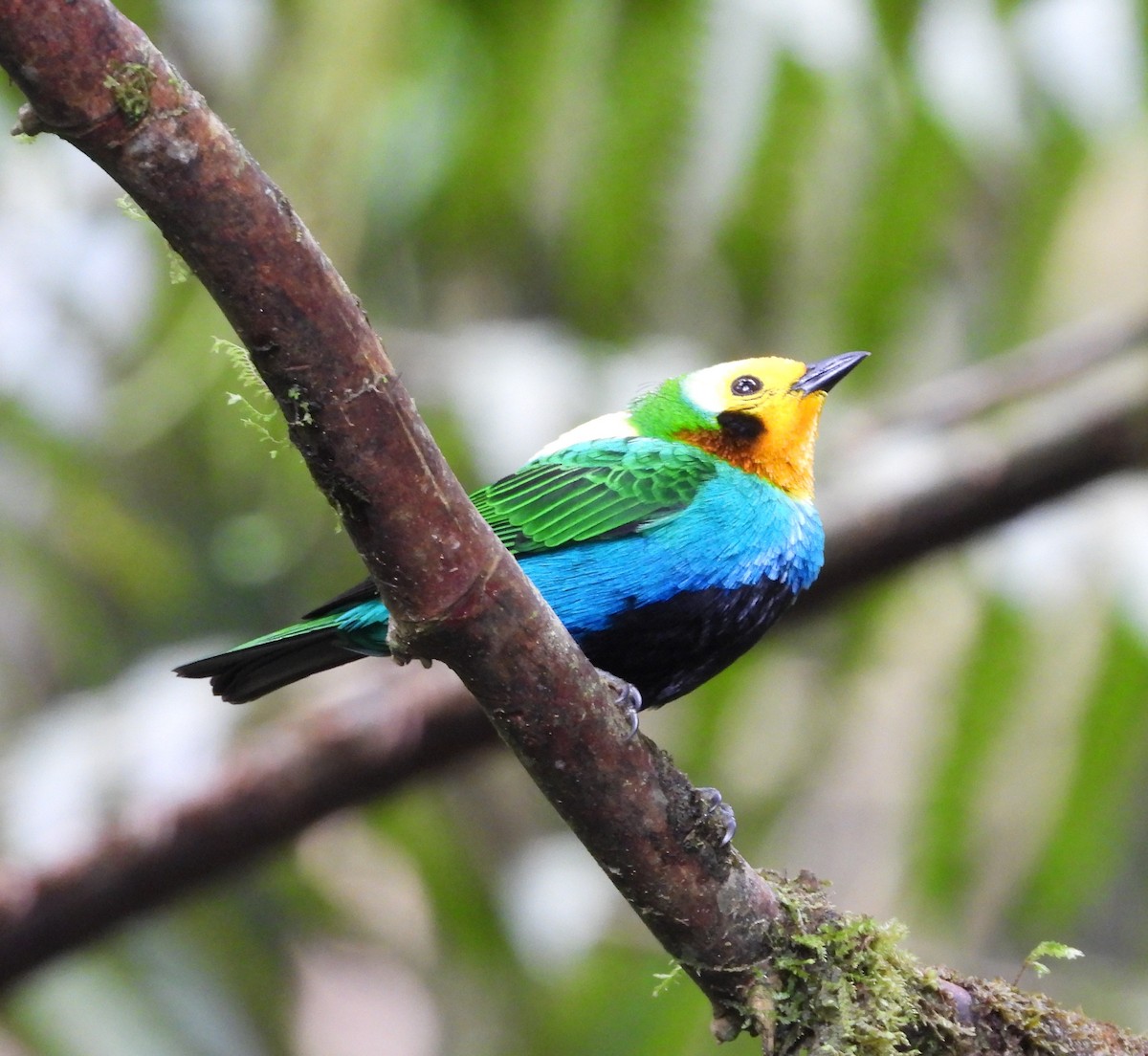 Multicolored Tanager - ML614763365