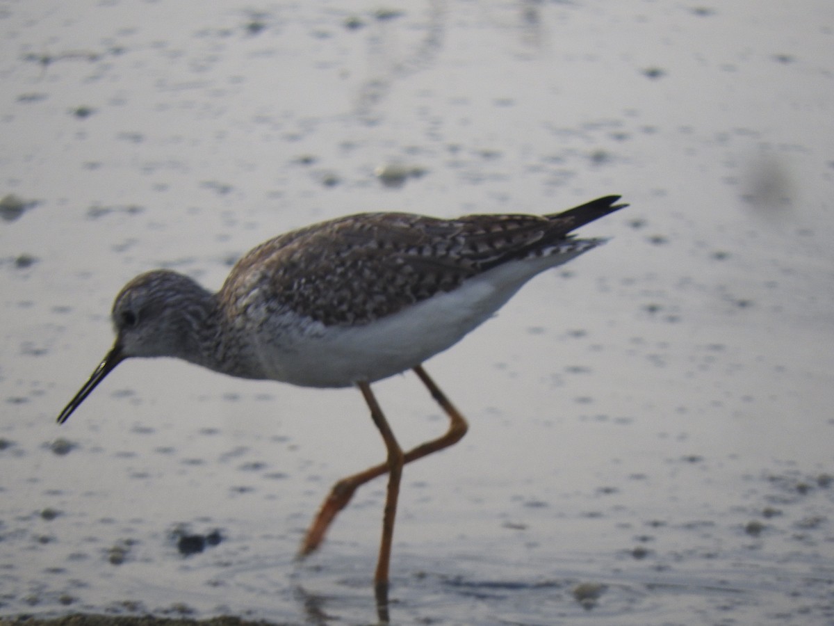 Greater Yellowlegs - ML614763370