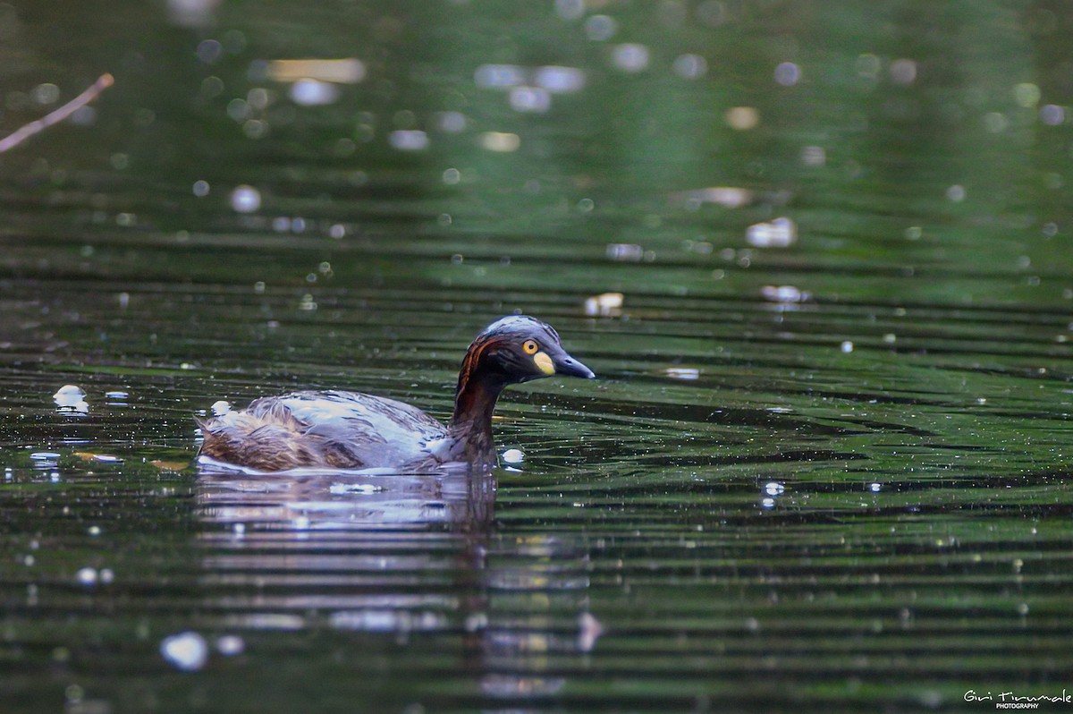 Australasian Grebe - ML614763392