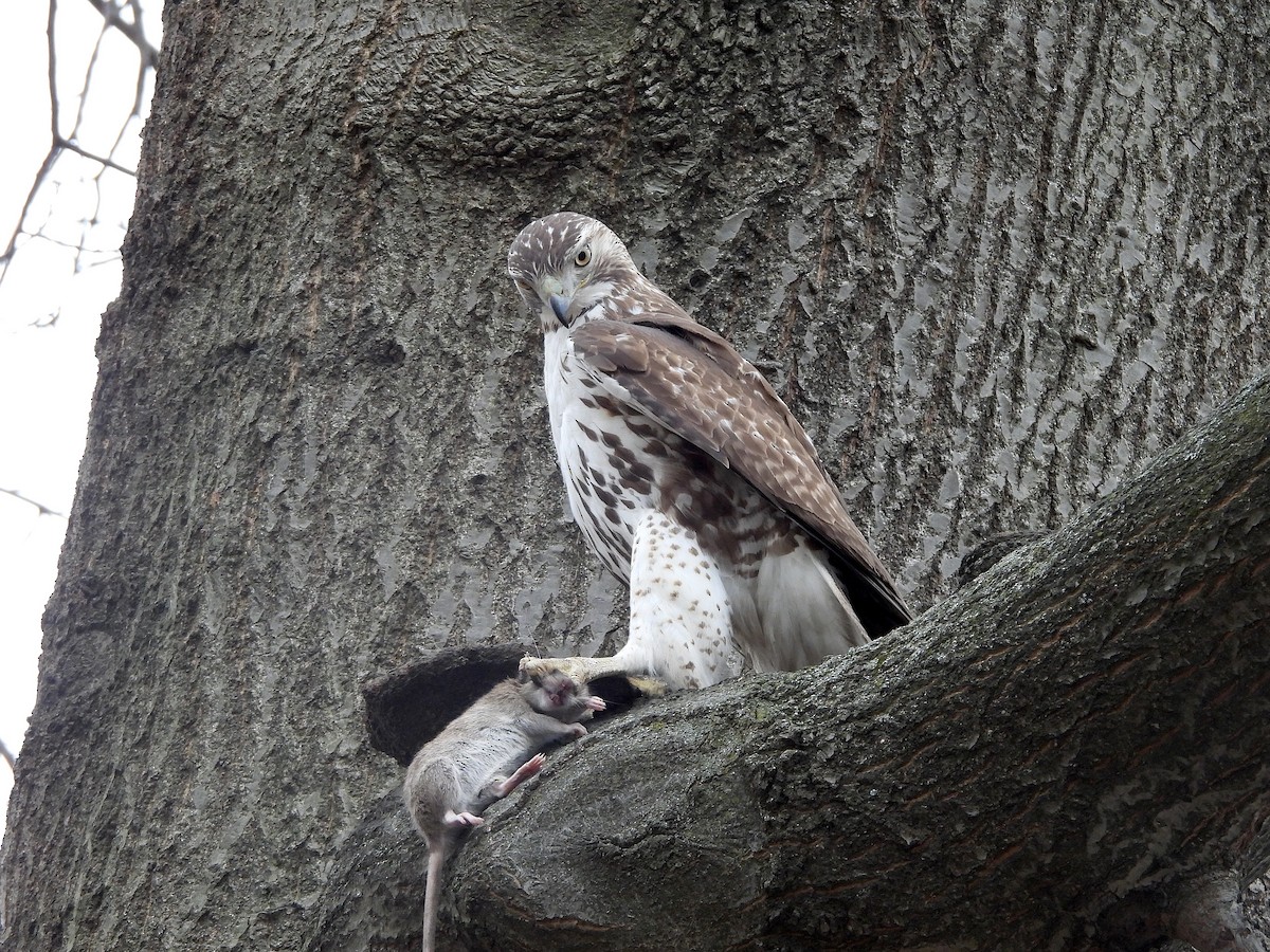 Red-tailed Hawk - ML614763452