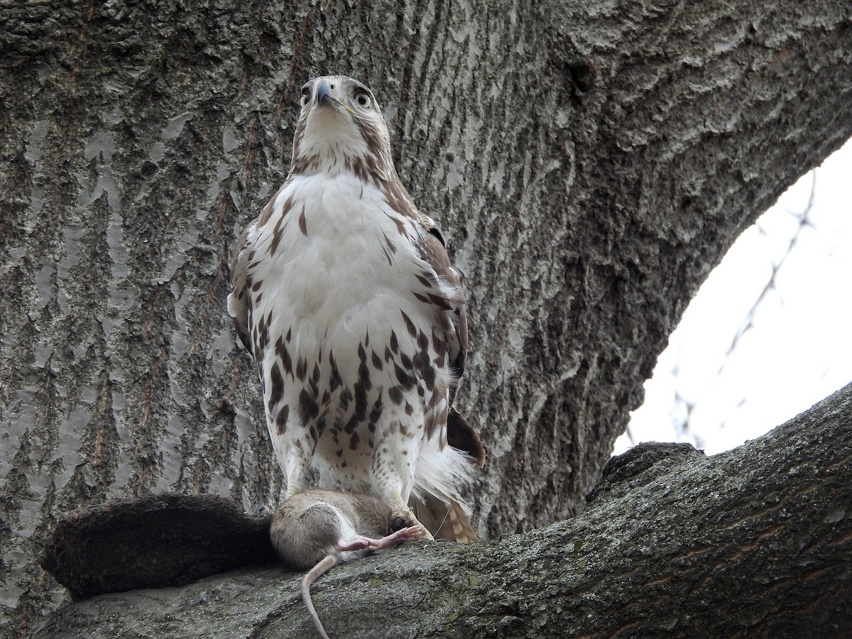 Red-tailed Hawk - ML614763456