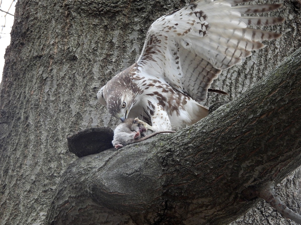 Red-tailed Hawk - ML614763461