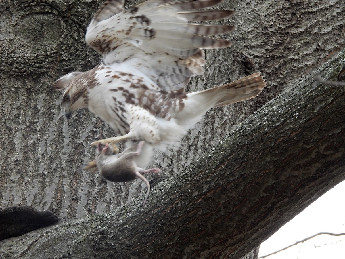 Red-tailed Hawk - ML614763468