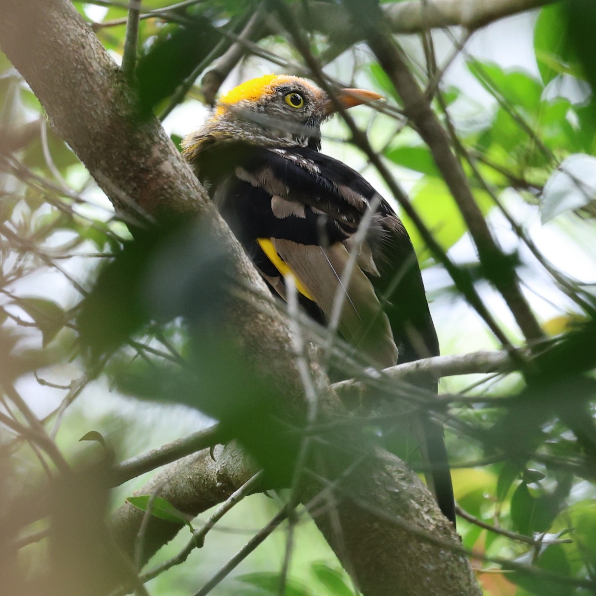 Regent Bowerbird - ML614763469