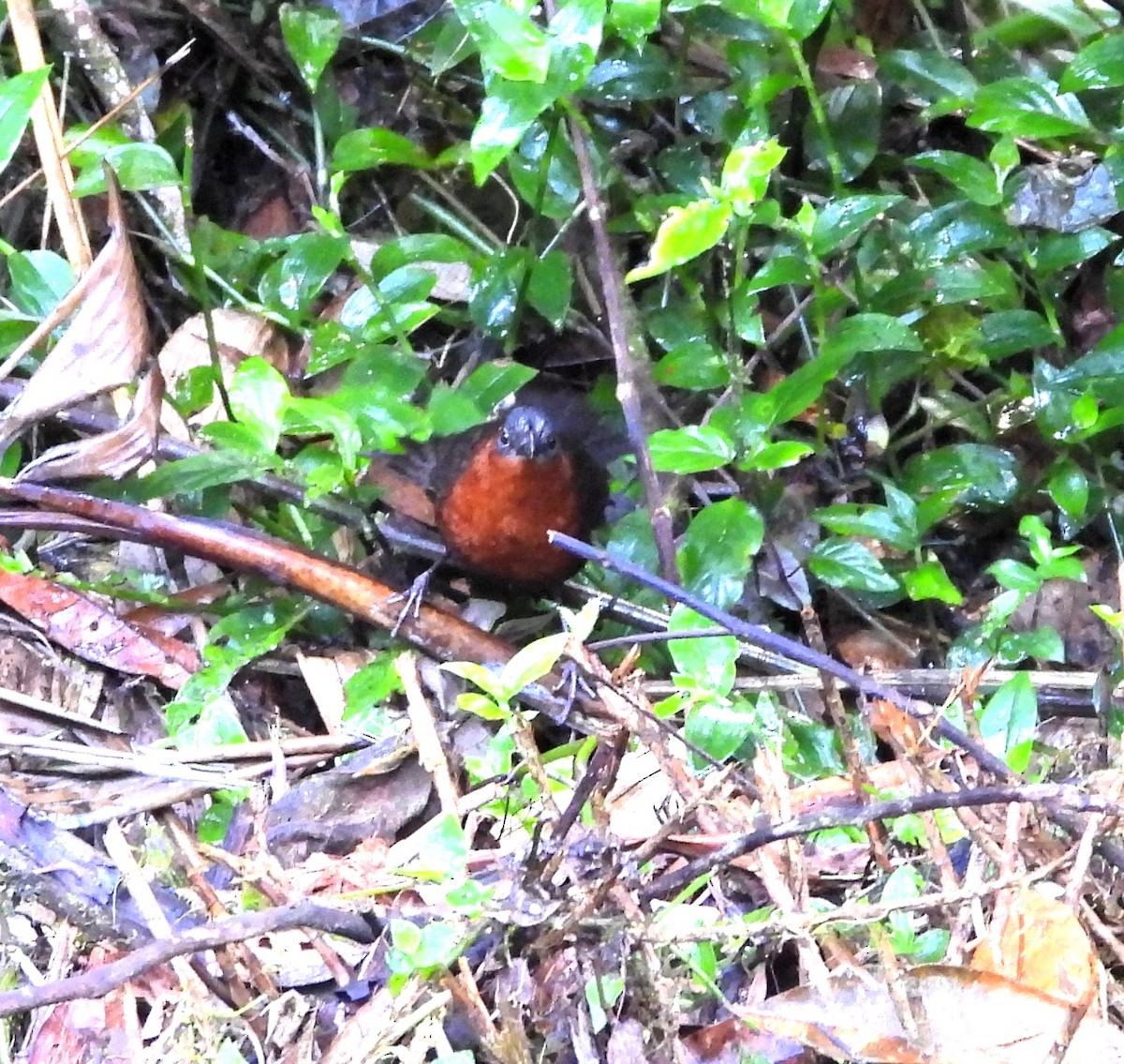 Chestnut-breasted Wren - Albeiro Erazo Farfán