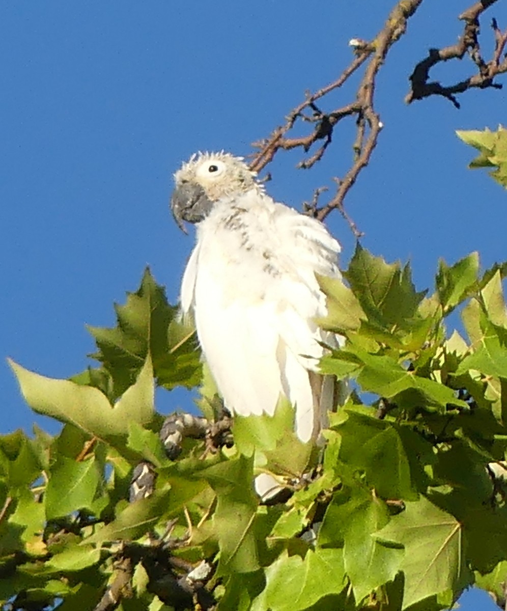 Sulphur-crested Cockatoo - ML614763474