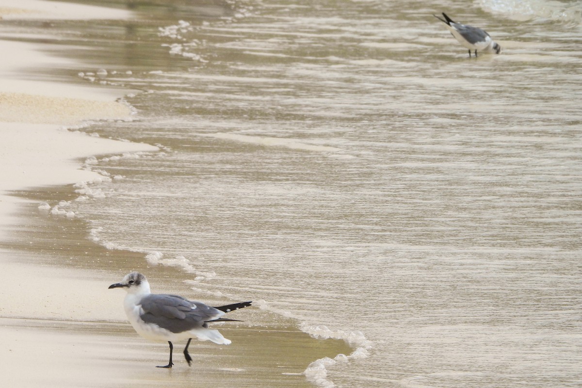 Mouette atricille - ML614763477