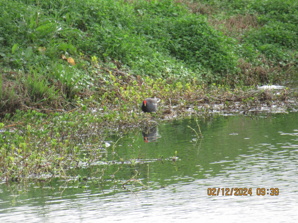 Gallinule d'Amérique - ML614763500