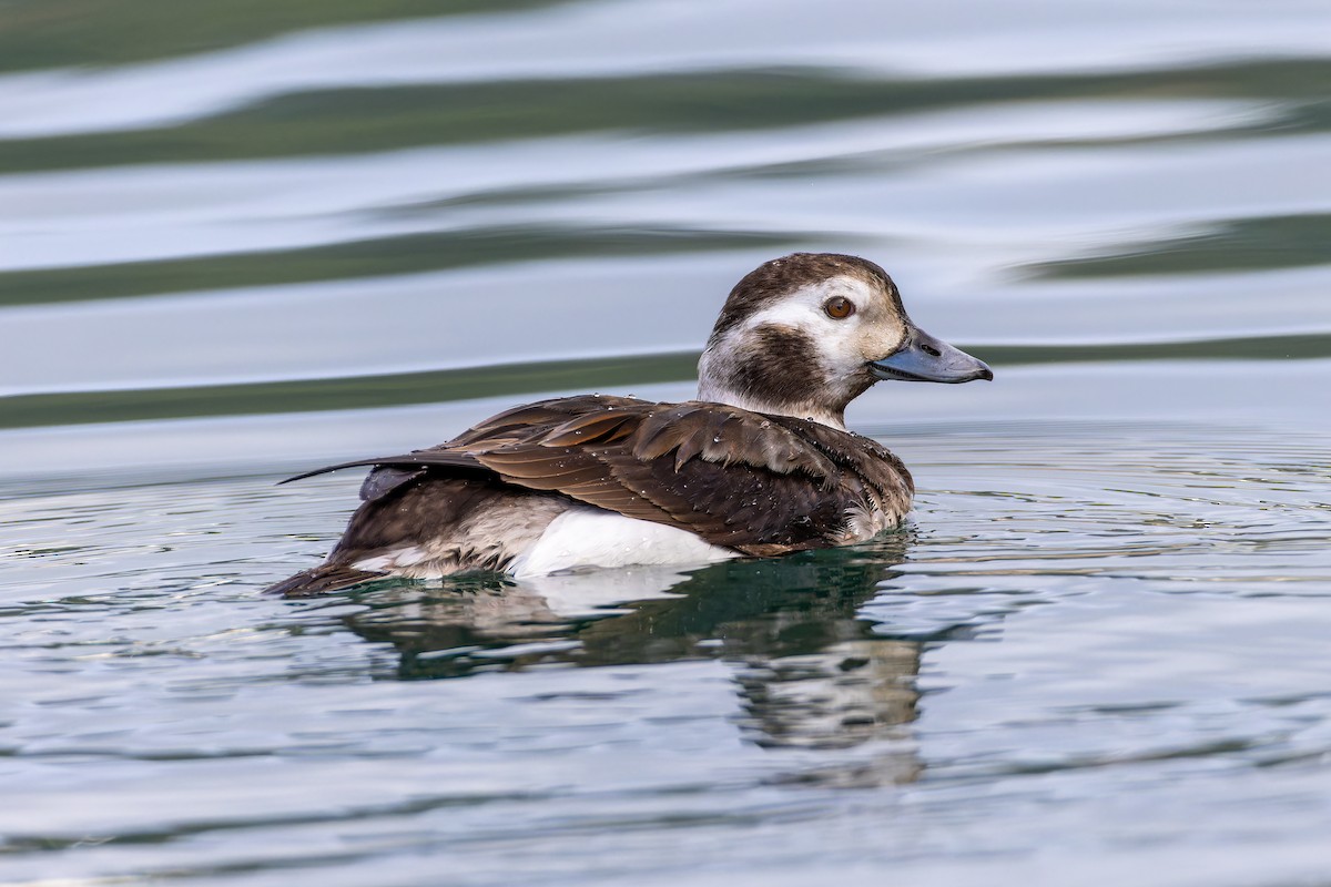 Long-tailed Duck - Magnus Persmark