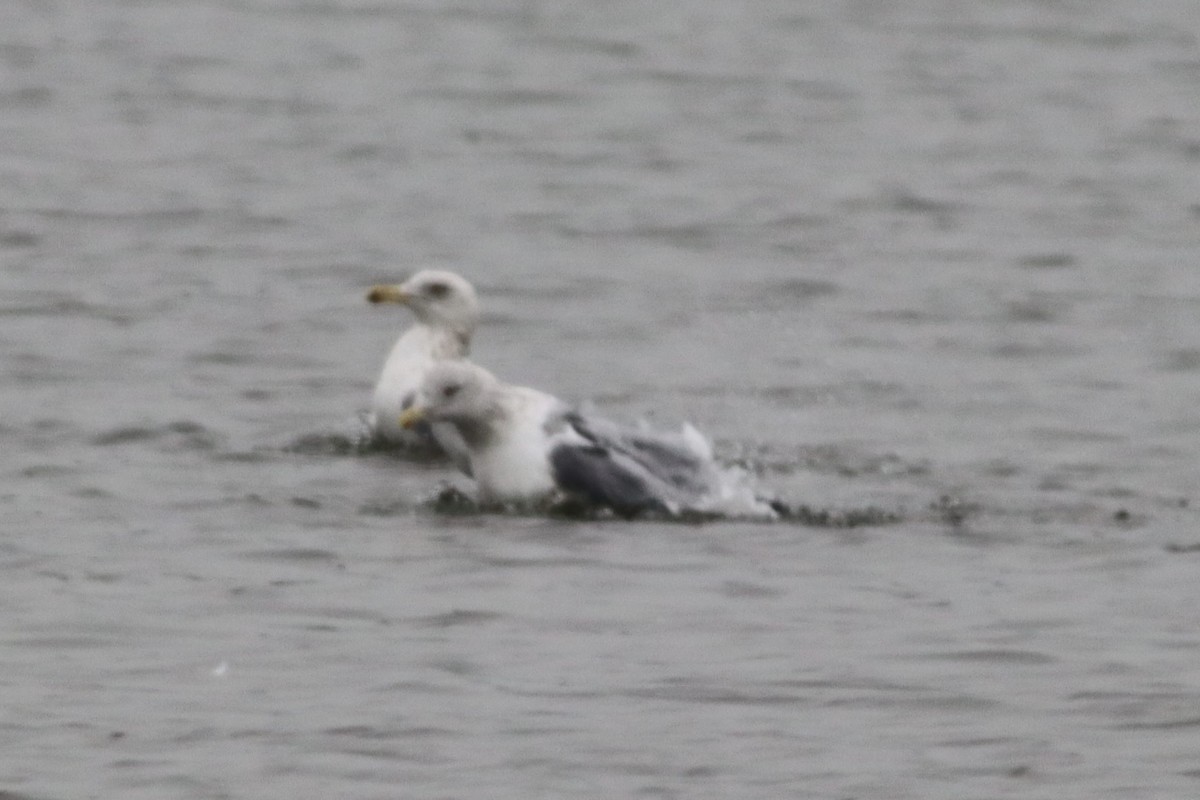 Iceland Gull (thayeri/kumlieni) - ML614763593