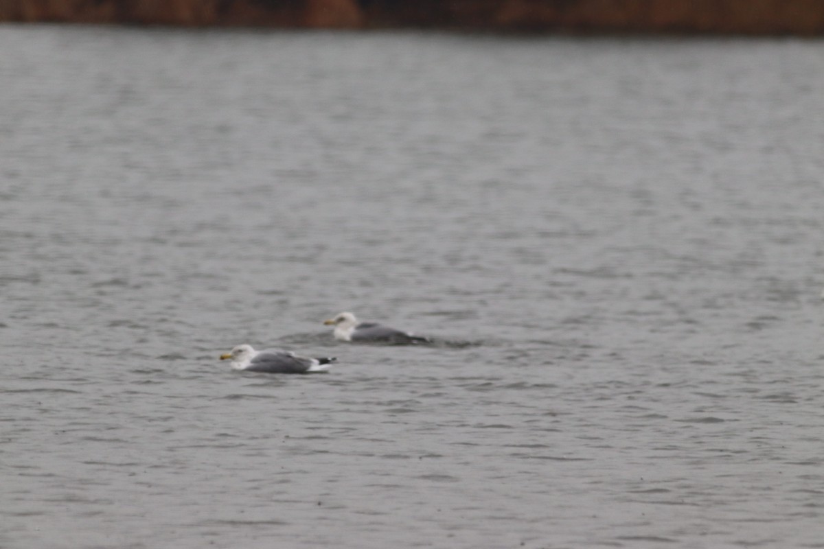 Iceland Gull (thayeri/kumlieni) - ML614763597