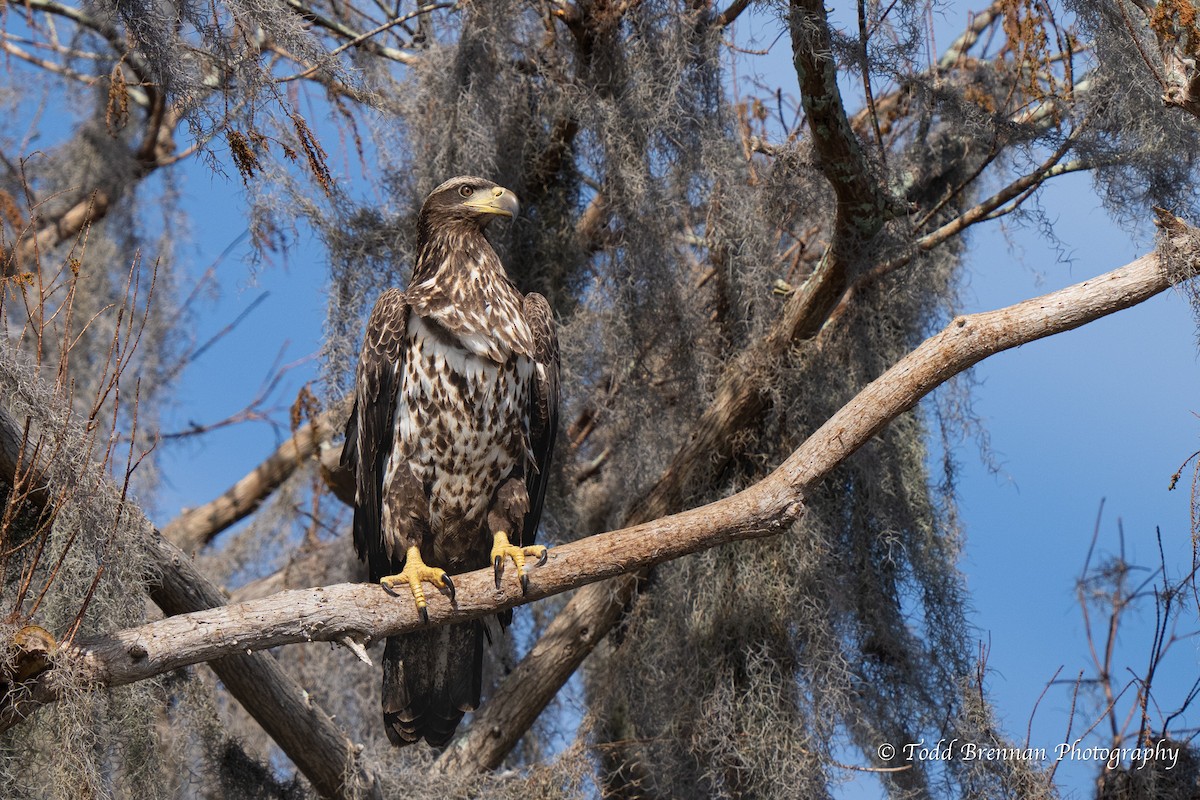 Bald Eagle - ML614763616