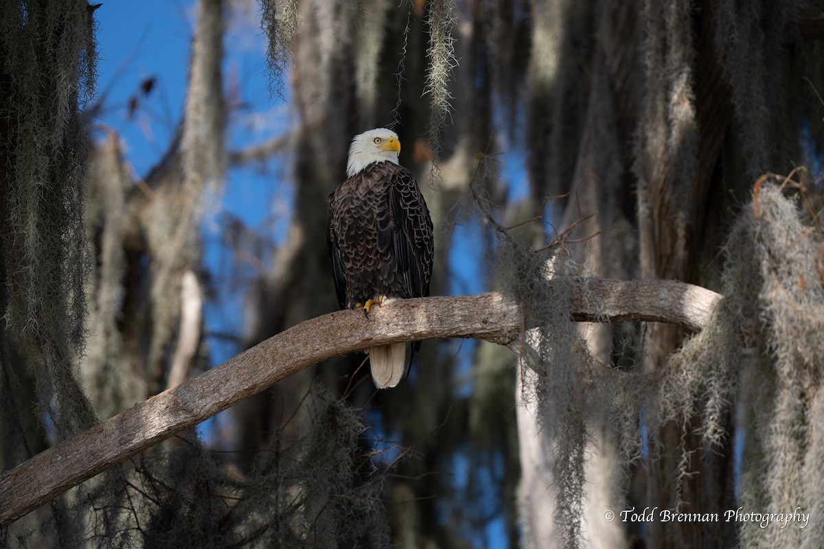 Bald Eagle - Todd Brennan