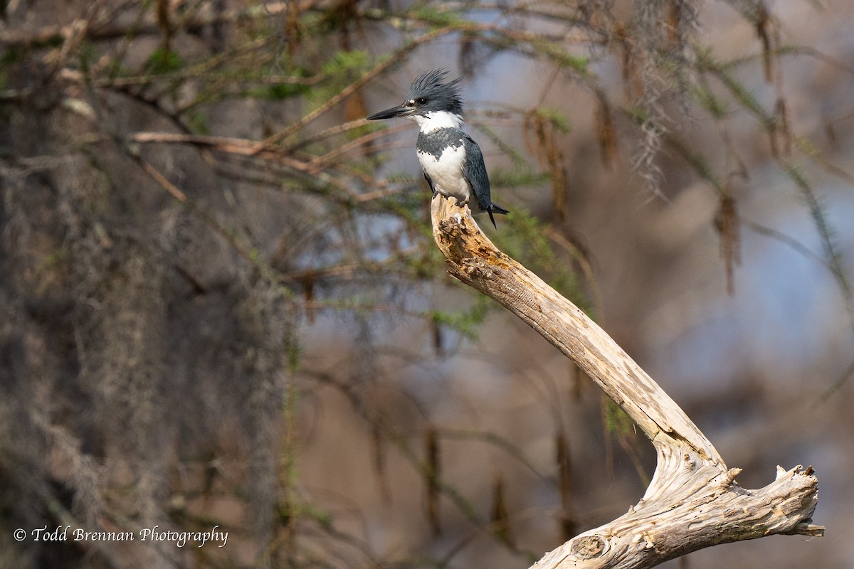 Belted Kingfisher - Todd Brennan