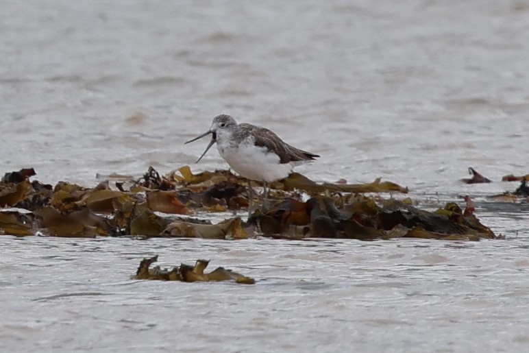 Common Greenshank - ML614763640