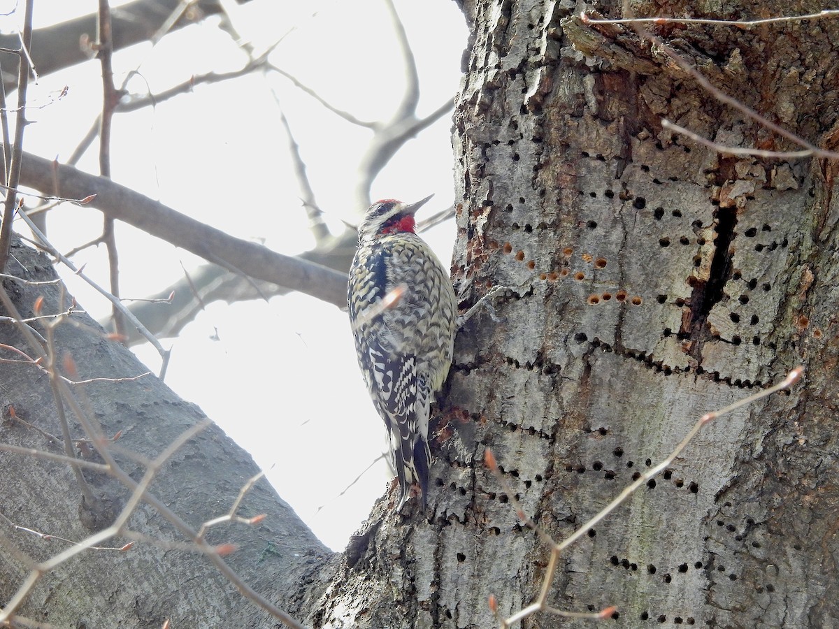 Yellow-bellied Sapsucker - ML614763682