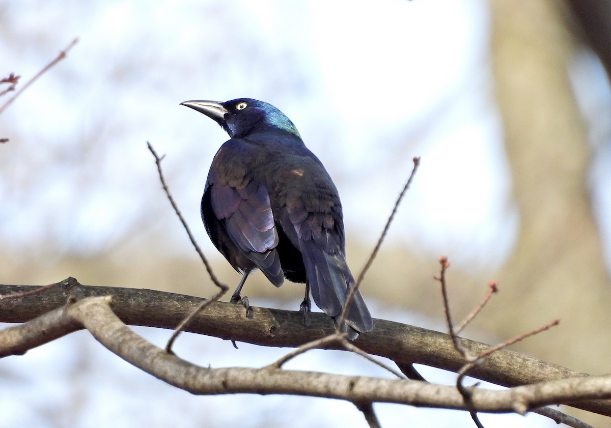 Common Grackle - ML614763690