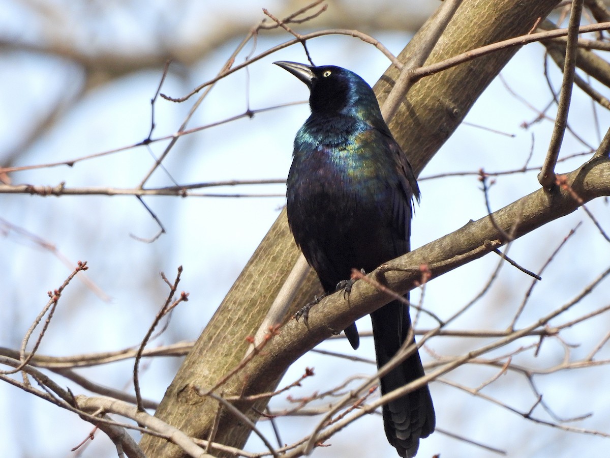 Common Grackle - ML614763691