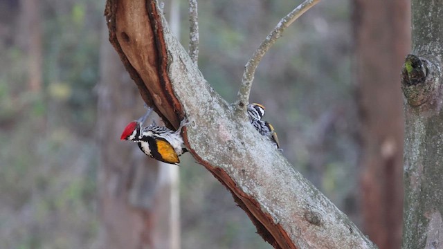 White-naped Woodpecker - ML614763752