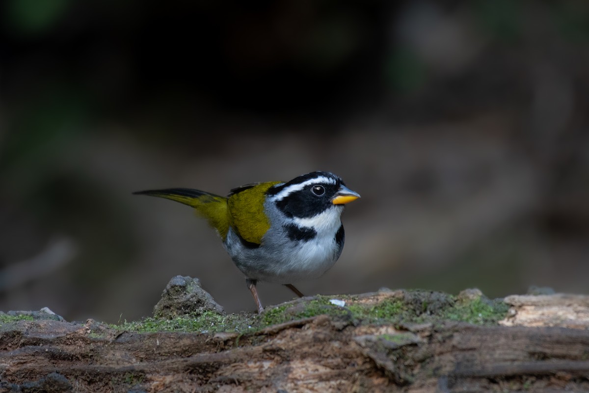 Half-collared Sparrow - Victor Castanho