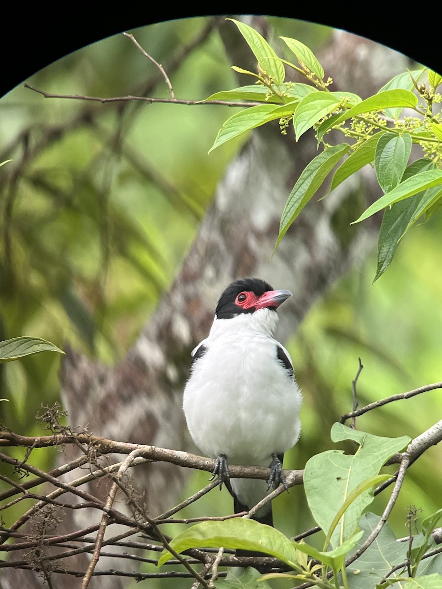 Black-tailed Tityra (Western) - ML614763767