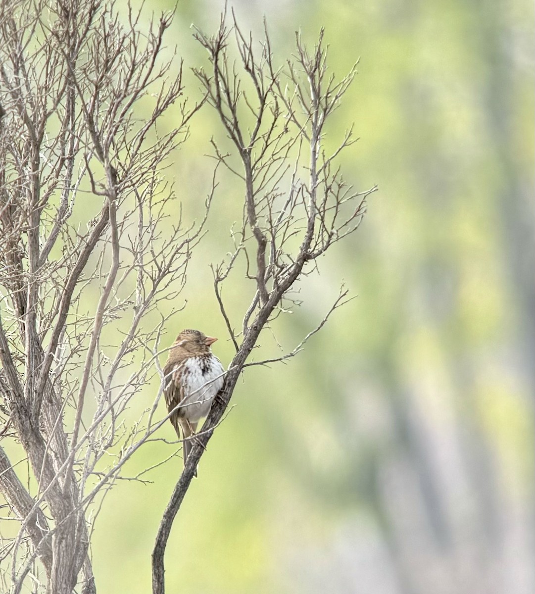 Harris's Sparrow - ML614763784