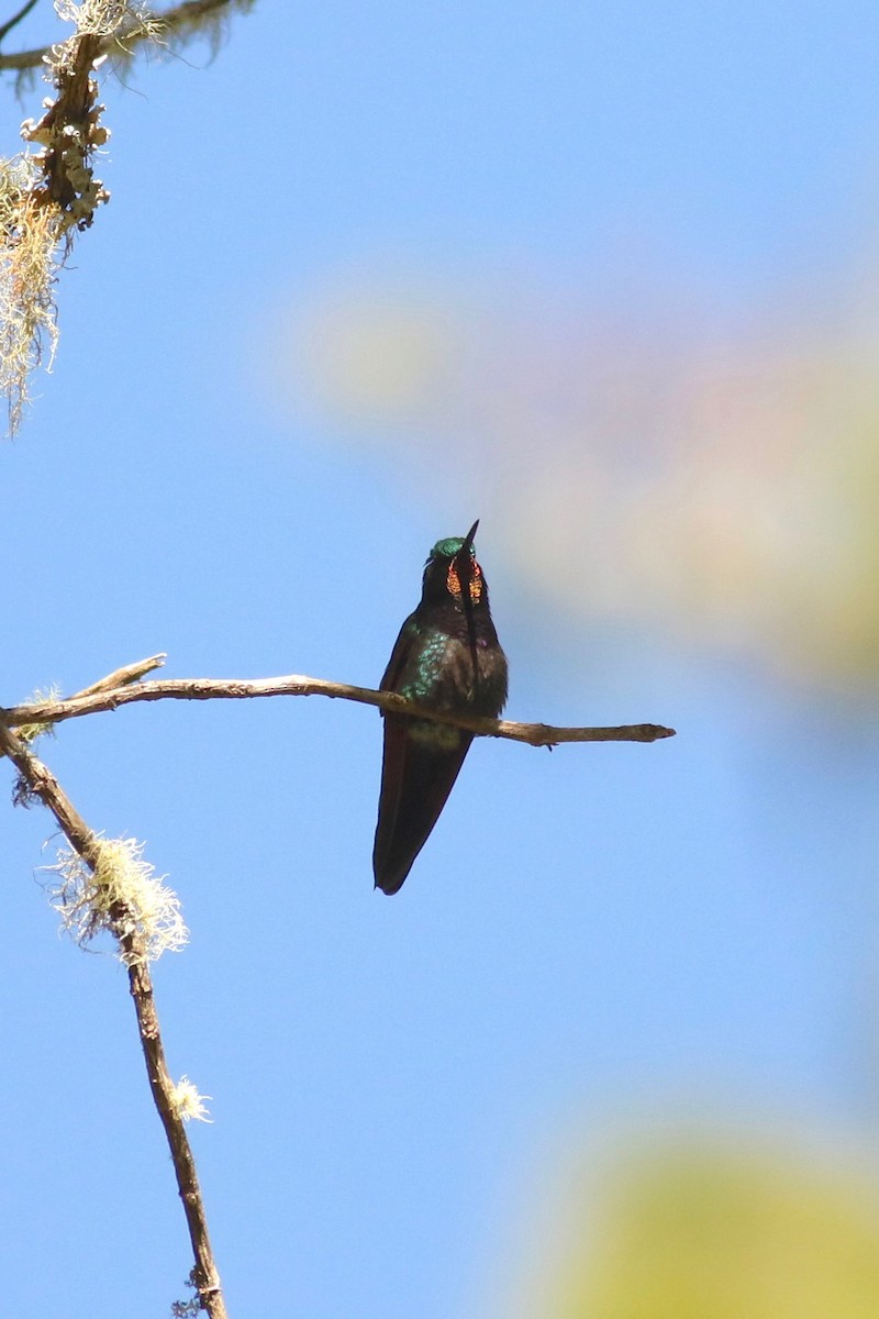 Garnet-throated Hummingbird - ML614763799