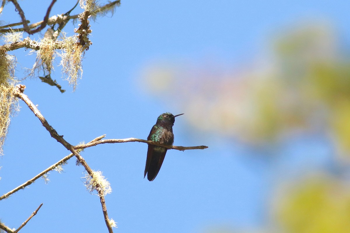 Garnet-throated Hummingbird - ML614763800