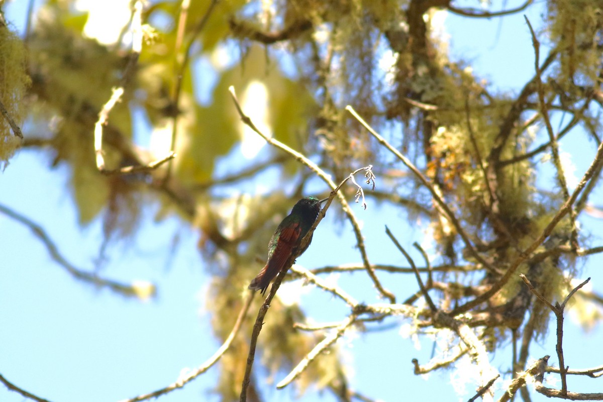 Garnet-throated Hummingbird - ML614763801