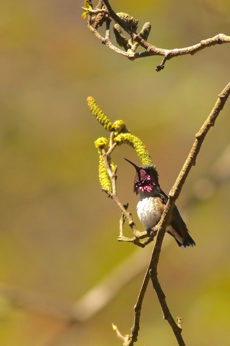 Bumblebee Hummingbird - ML614763805