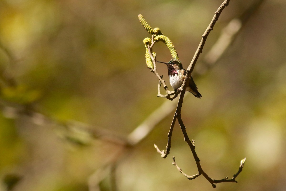 Bumblebee Hummingbird - ML614763806
