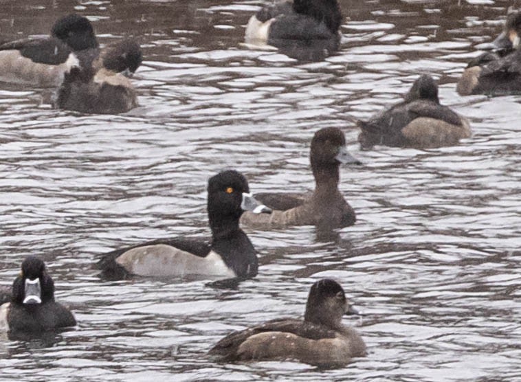 Tufted Duck - ML614763808