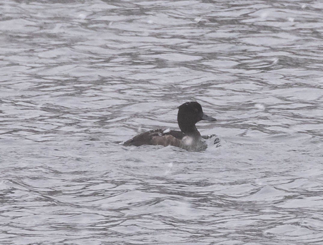Tufted Duck - ML614763809