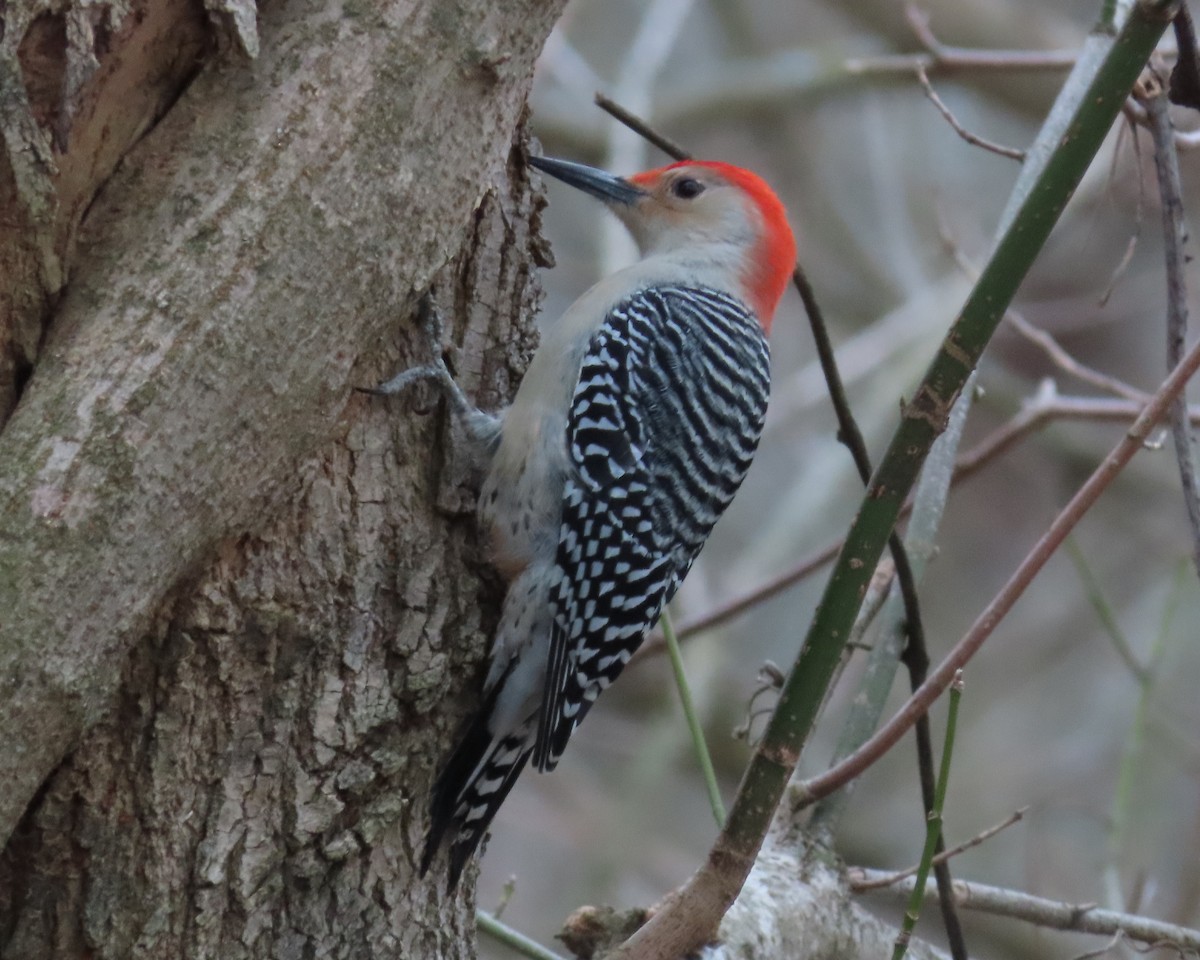 Red-bellied Woodpecker - ML614763834