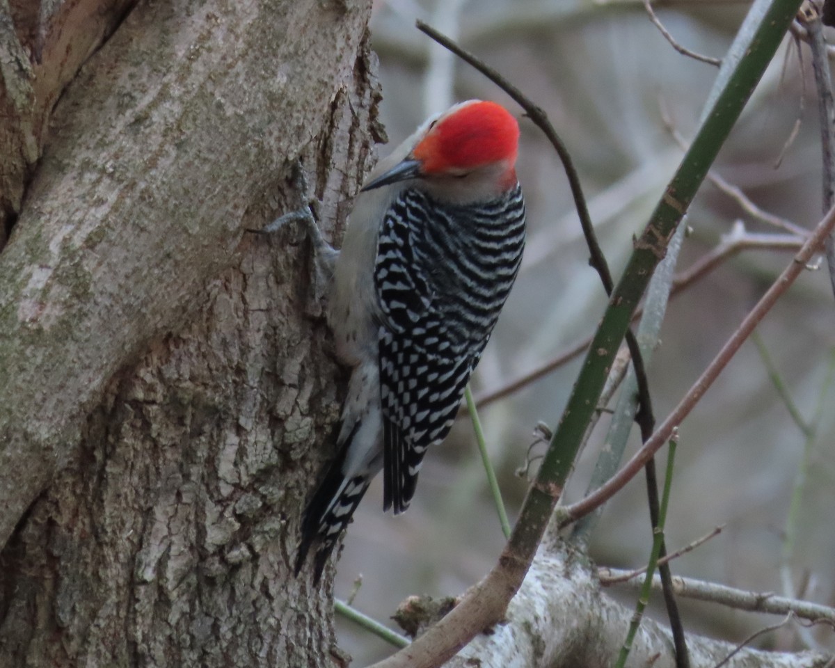Red-bellied Woodpecker - ML614763835