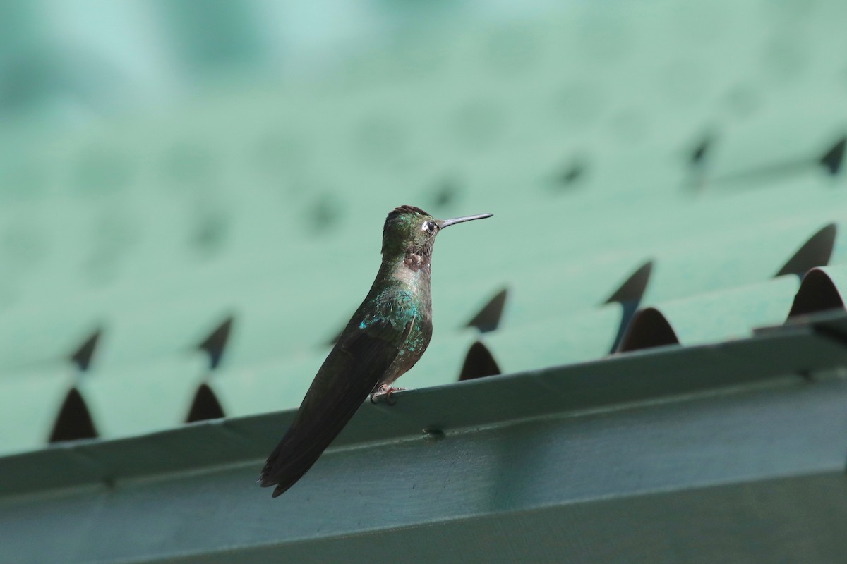 Rivoli's Hummingbird - ML614763865