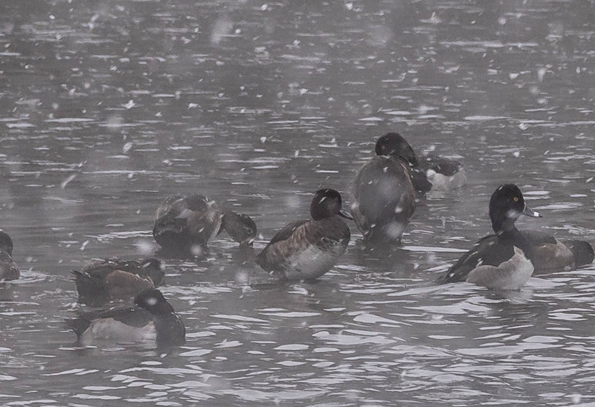 Tufted Duck - ML614763911