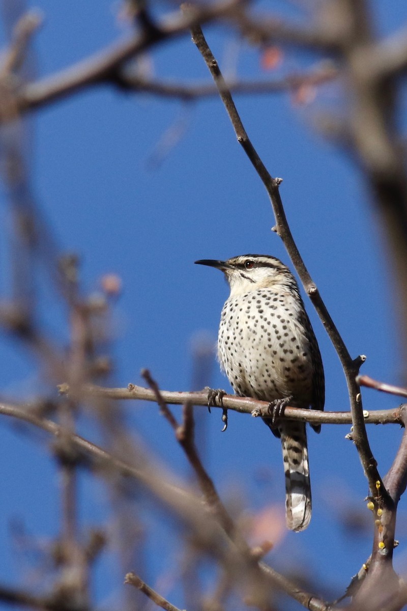 Boucard's Wren - ML614763922