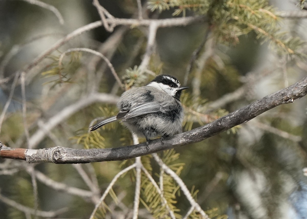 Mountain Chickadee - ML614763949