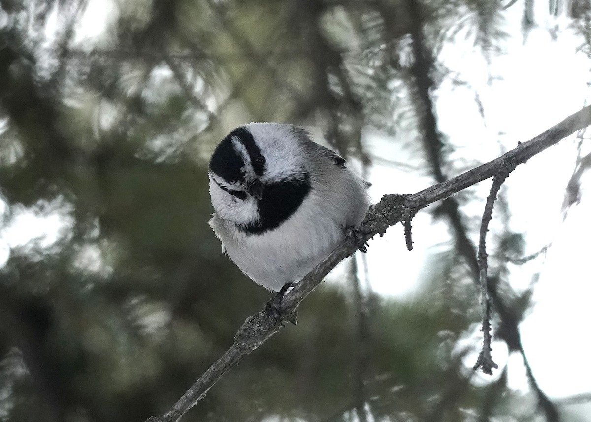 Mountain Chickadee - ML614763954