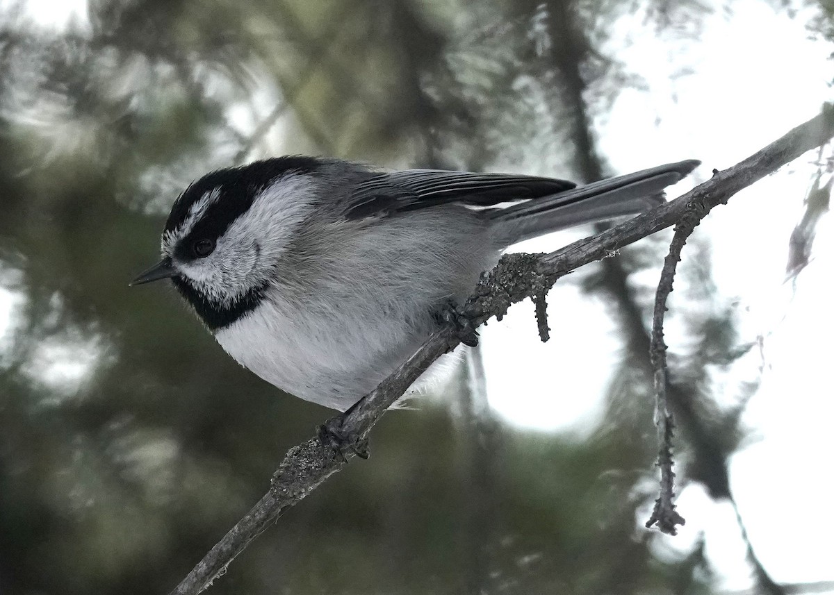Mountain Chickadee - ML614763955
