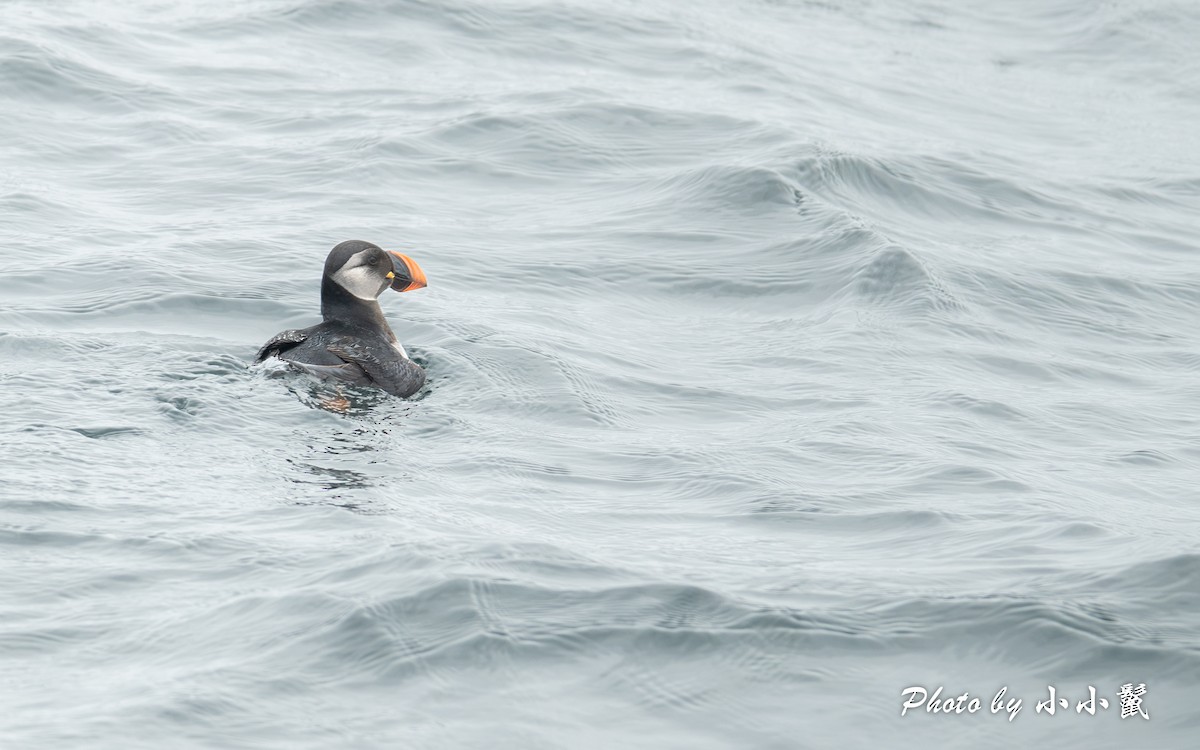 Atlantic Puffin - Hanyang Ye