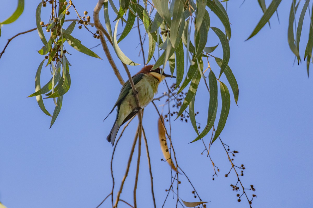 Chestnut-headed Bee-eater - ML614764038